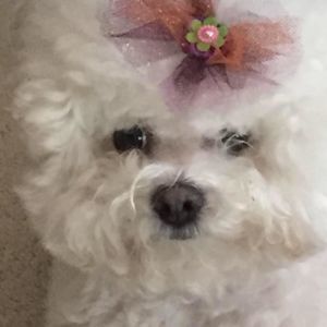 Meet your Posher, Susan